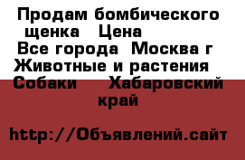 Продам бомбического щенка › Цена ­ 30 000 - Все города, Москва г. Животные и растения » Собаки   . Хабаровский край